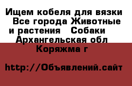 Ищем кобеля для вязки - Все города Животные и растения » Собаки   . Архангельская обл.,Коряжма г.